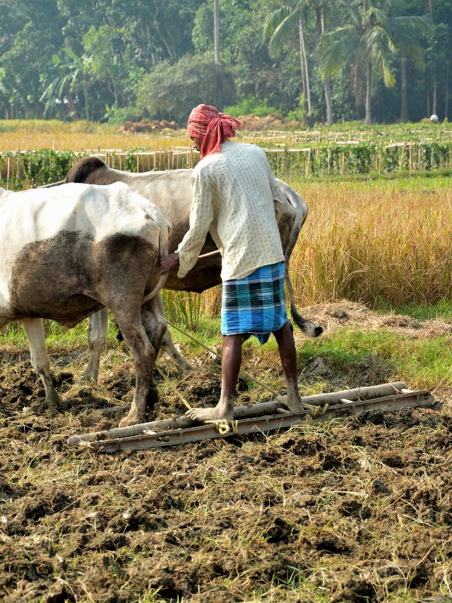 Indian Farmers Ploughing