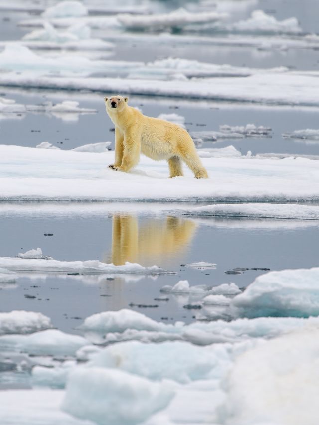 Polar Bears Affected by Climate Change