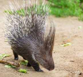 majestic crested porcupine