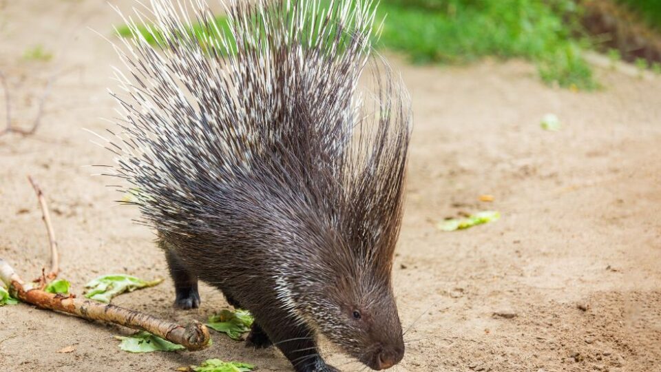 majestic crested porcupine